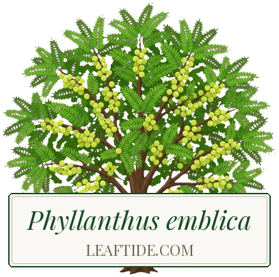 Phyllanthus emblica