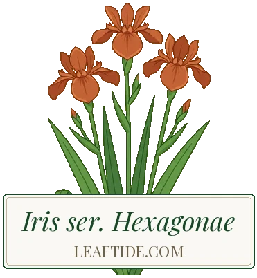 Iris ser. Hexagonae