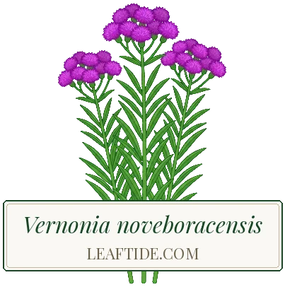 Vernonia noveboracensis