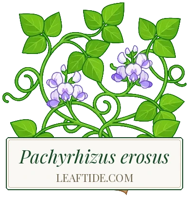Pachyrhizus erosus