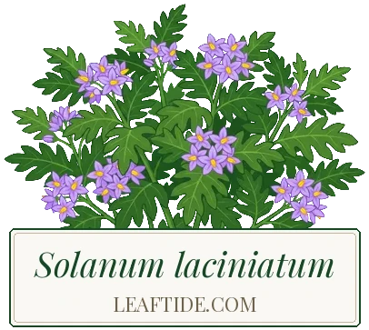 Solanum laciniatum