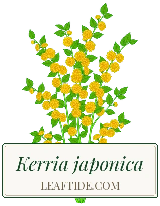 Kerria japonica