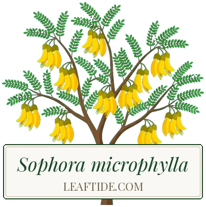 Sophora microphylla