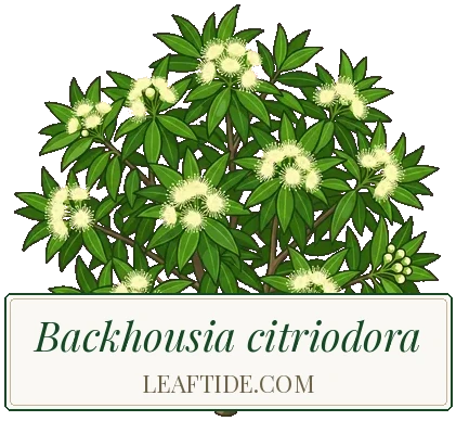 Backhousia citriodora
