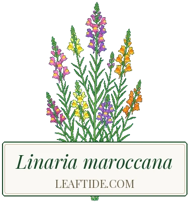 Linaria maroccana
