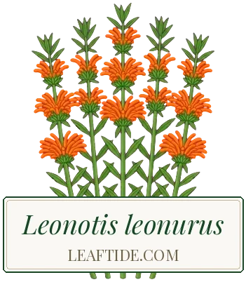 Leonotis leonurus