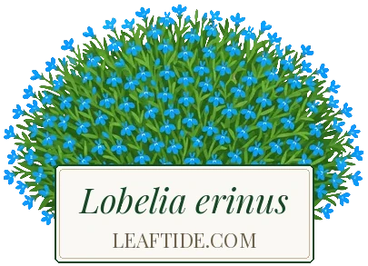 Lobelia erinus