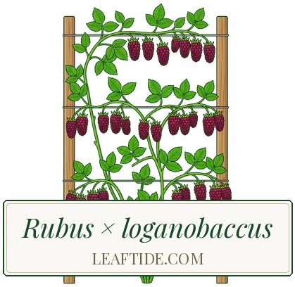Rubus × loganobaccus