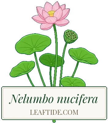 Nelumbo nucifera