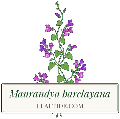 Maurandya barclayana