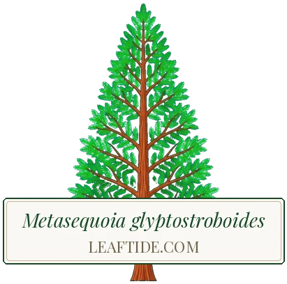 Metasequoia glyptostroboides