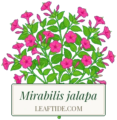 Mirabilis jalapa