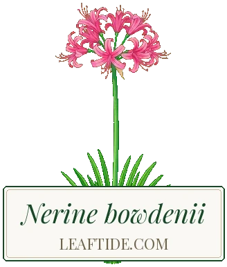 Nerine bowdenii
