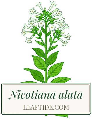 Nicotiana alata