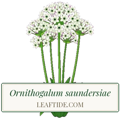 Ornithogalum saundersiae
