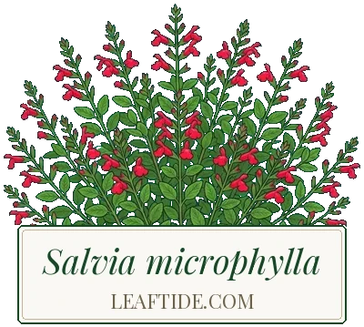 Salvia microphylla