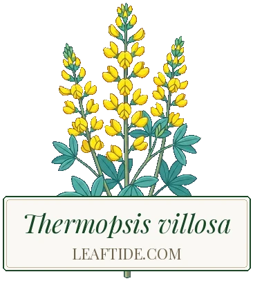 Thermopsis villosa
