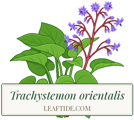 Trachystemon orientalis