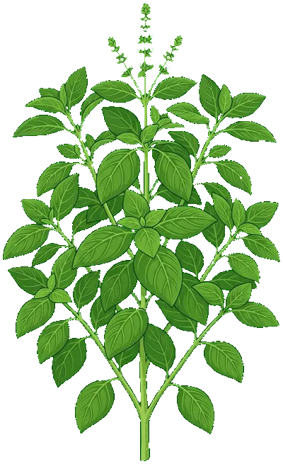 Basil