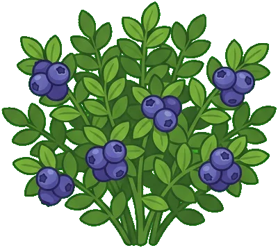 Blueberry