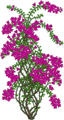 Bougainvillea