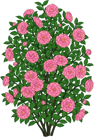 Camellia