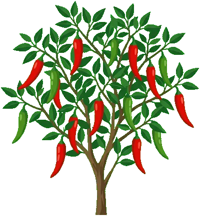 Chilli