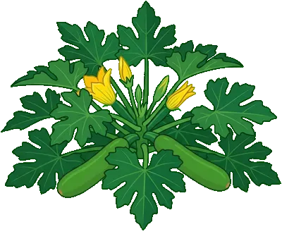 Courgette