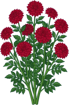 Dahlia