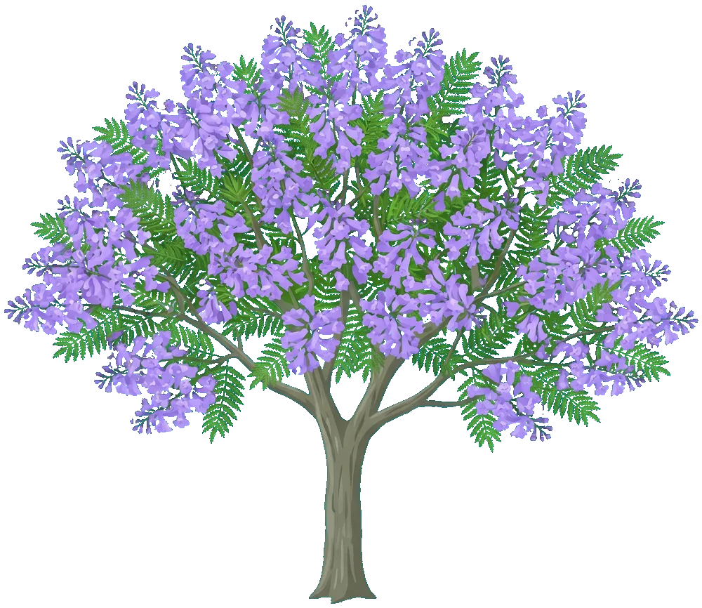 Jacaranda