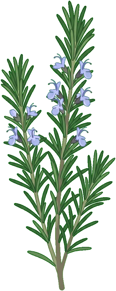 Rosemary