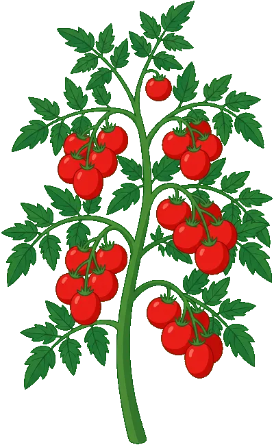 Tomato